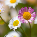 Erigeron karvinskianus (Mexican fleabane) – 60 plants, Ø9 cm, 10–25 cm high