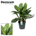 Aglaonema Stripes – Ø21 cm, 80 cm hoog