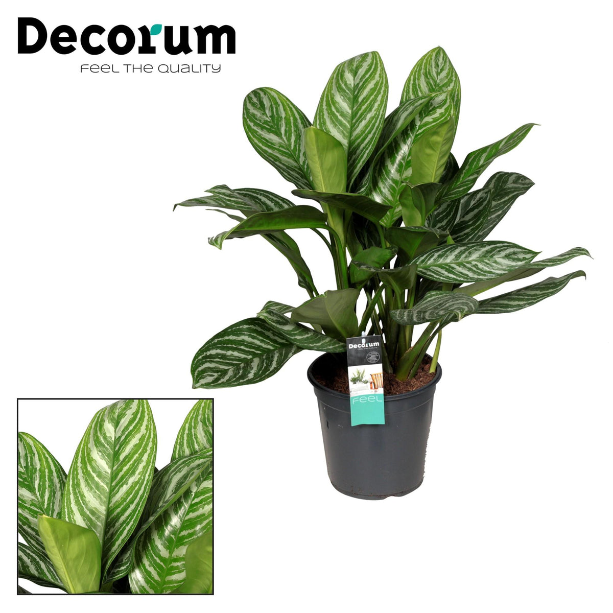 Aglaonema Stripes – Ø21 cm, 80 cm hoog