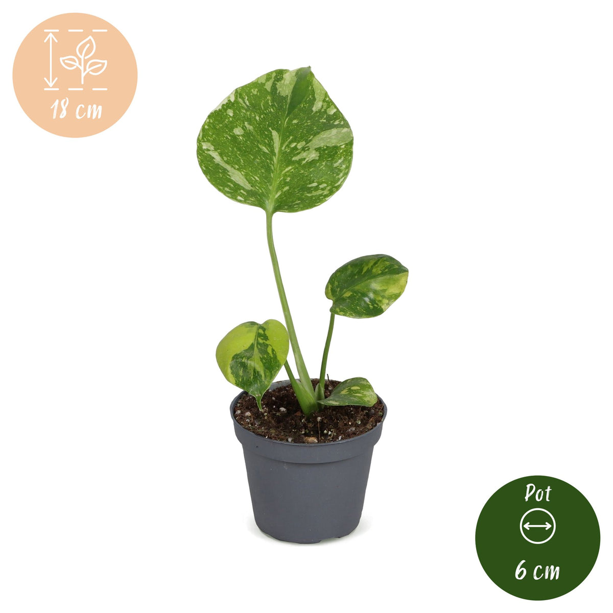Monstera deliciosa Electro Light (plante percée) – Ø6 cm, 18 cm de haut