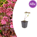 Sedum 'Matrona' (Fetthenne) – 48 Pflanzen, Ø9 cm, 10–25 cm hoch