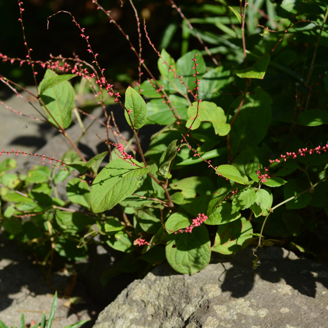 Persicaria anomala 'Speciosa' (Taubnessel) – 24 Pflanzen, Ø9 cm, 10–25 cm hoch – Bild 7