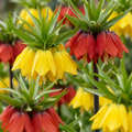 Keizerskroonmix – 6 blomsterløg (løgstørrelse 18/20)