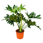 Philodendron selloum – Ø19 cm, 60 cm hög