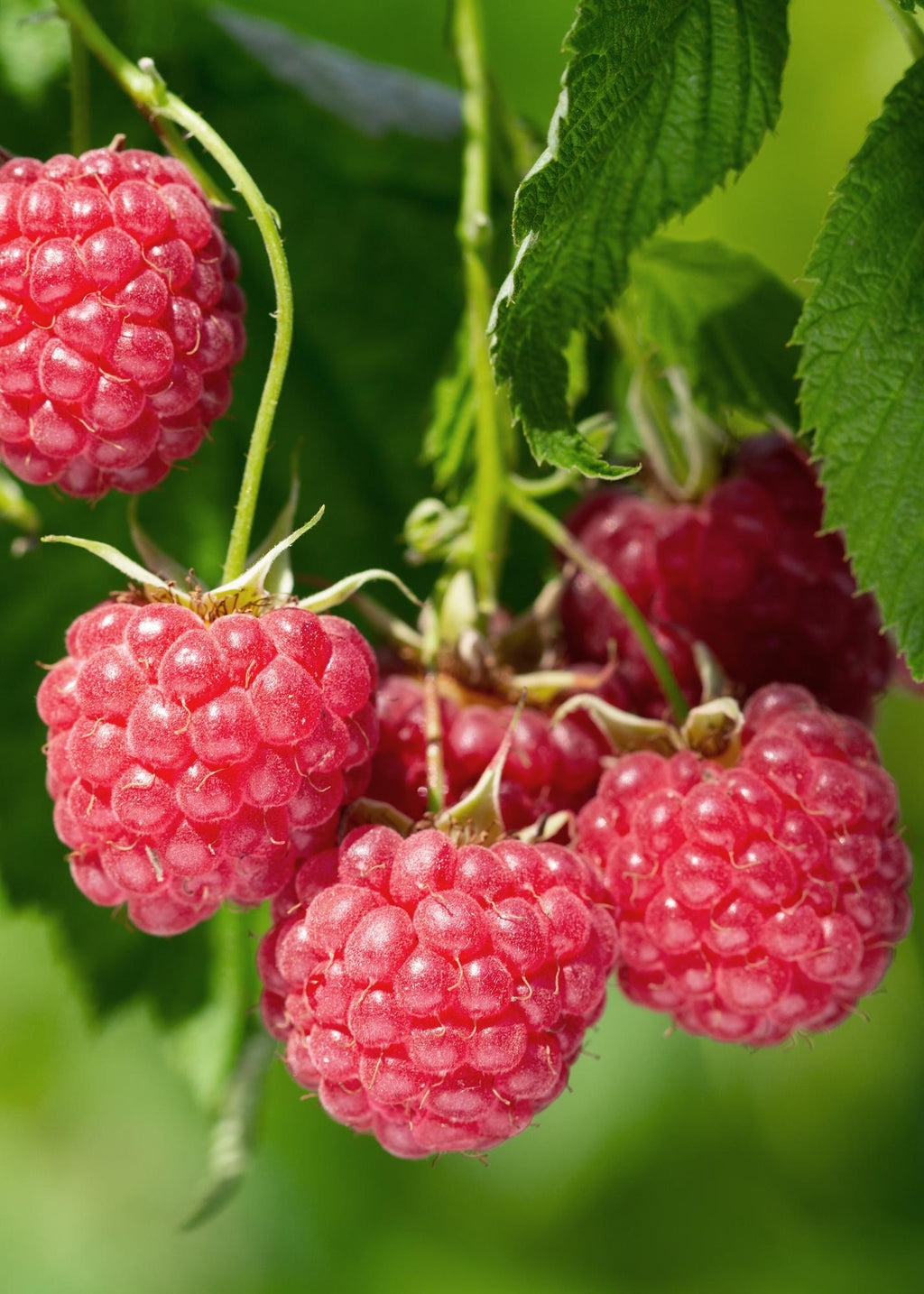 Rubus idaeus 'Malling Promise' (framboos) – Ø13 cm, 45 cm hoog