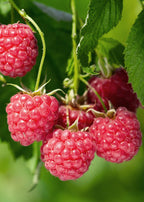 Rubus idaeus 'Malling Promise' (framboos) – Ø13 cm, 45 cm hoog