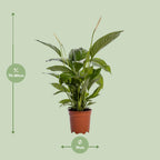 Spathiphyllum Bingo Cupido (peace lily) – Ø19 cm, 80 cm high