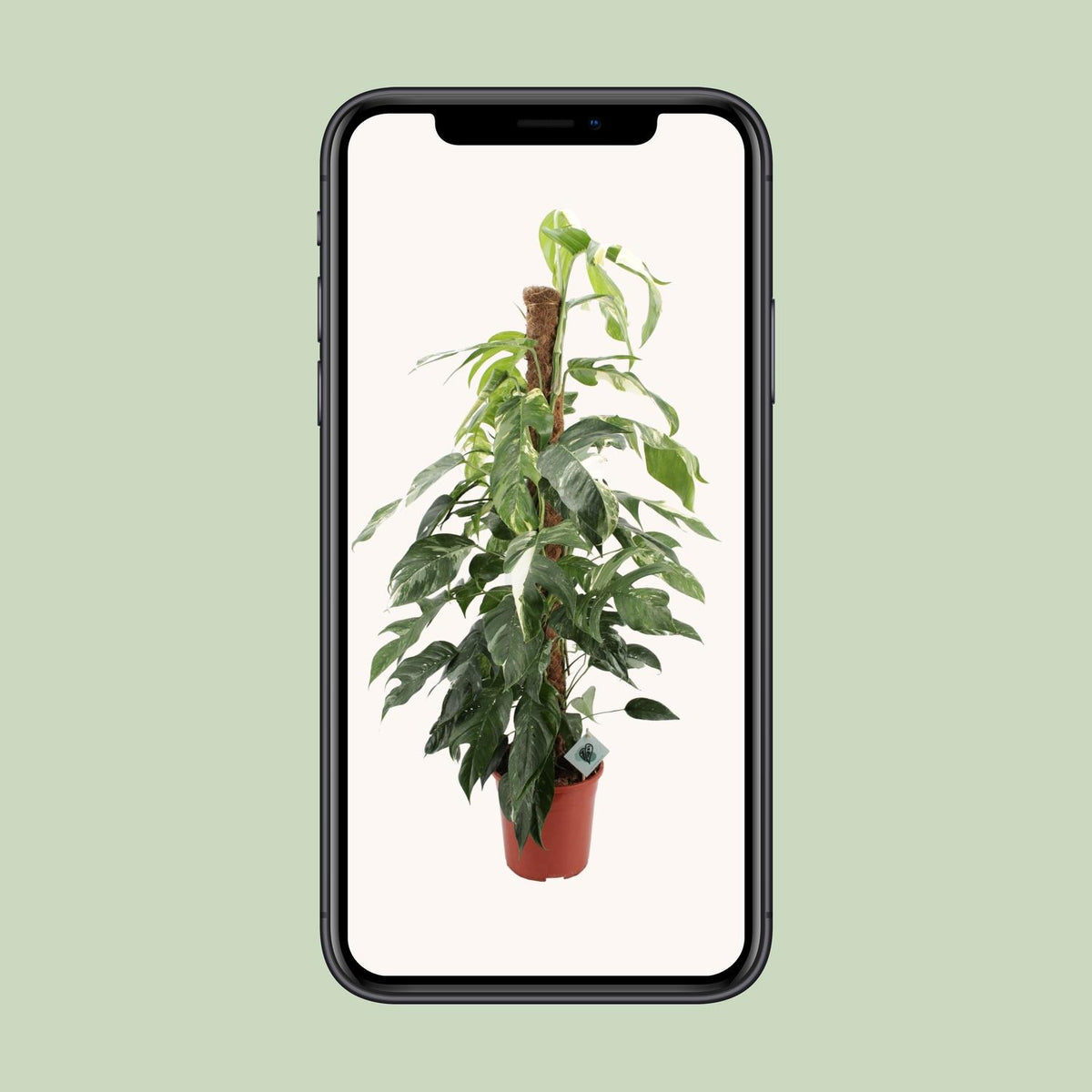 Epipremnum Pinnatum Albo Variegata (scindapsus) – Ø24 cm, 125 cm høj