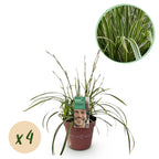 Carex morrowii 'Ice Dance' (sedge) – 4 plants, Ø17 cm, 50 cm high