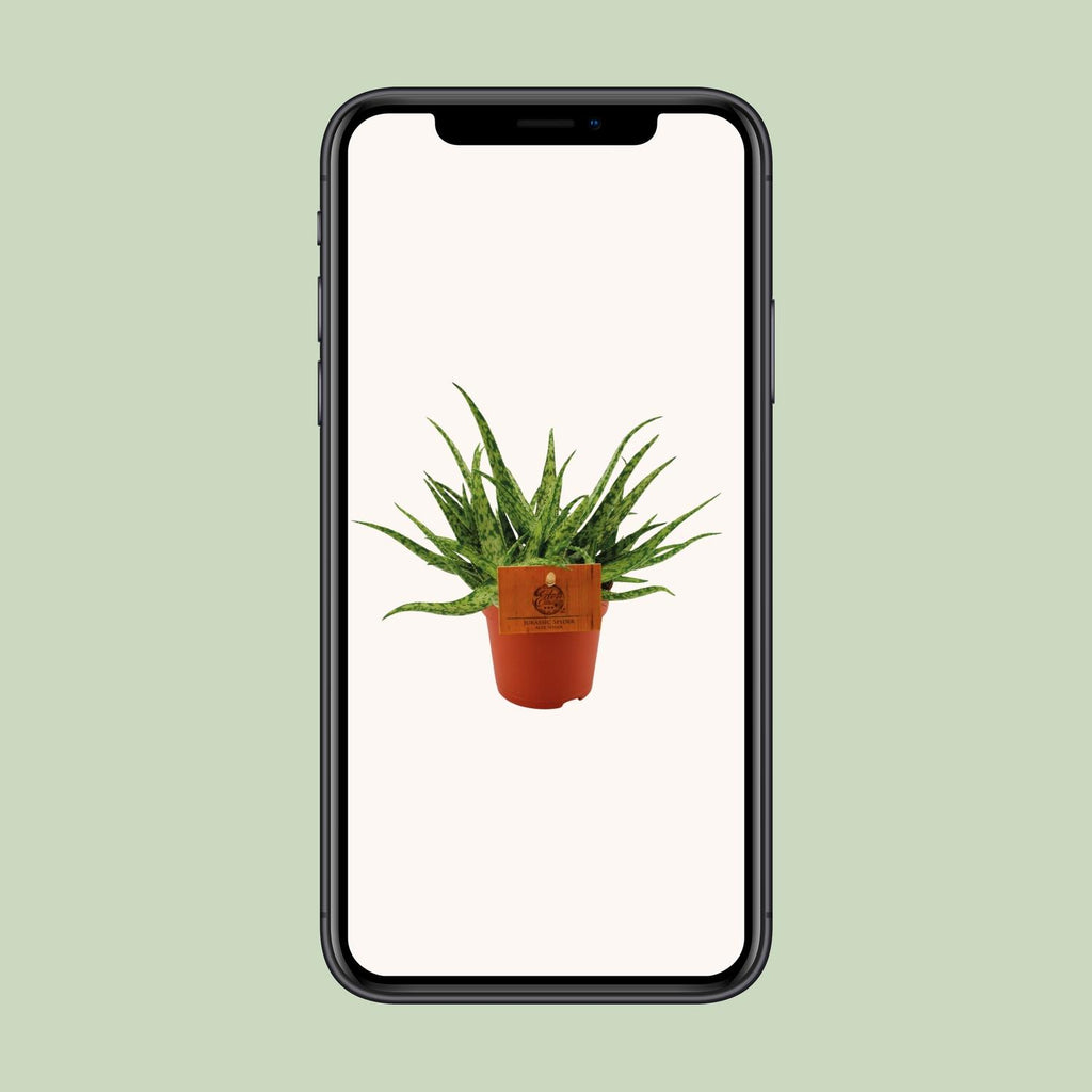 Aloe Spider – Ø10 cm, 15 cm hoog