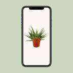 Aloe Spider – Ø10 cm, 15 cm hoog