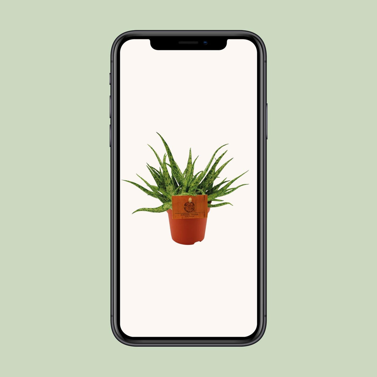Aloe Spider – Ø10 cm, 15 cm hoog