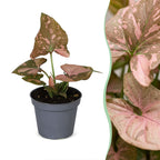 Syngonium Pink Splash – Ø6 cm, 10 cm de haut