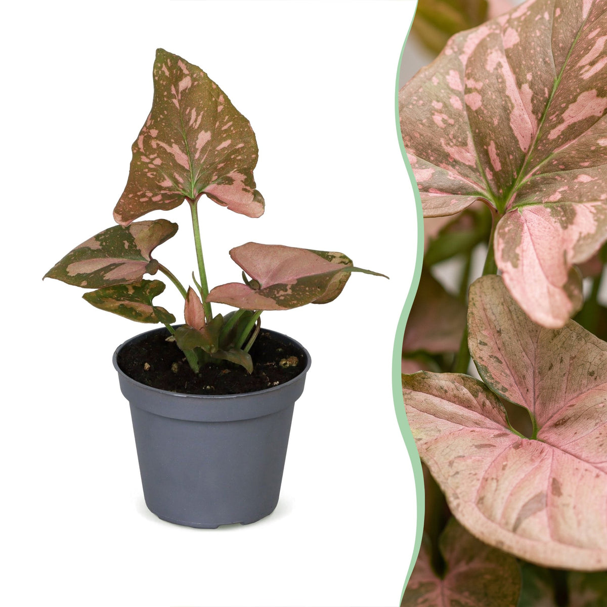 Syngonium Pink Splash – Ø 6 cm, 10 cm hoch