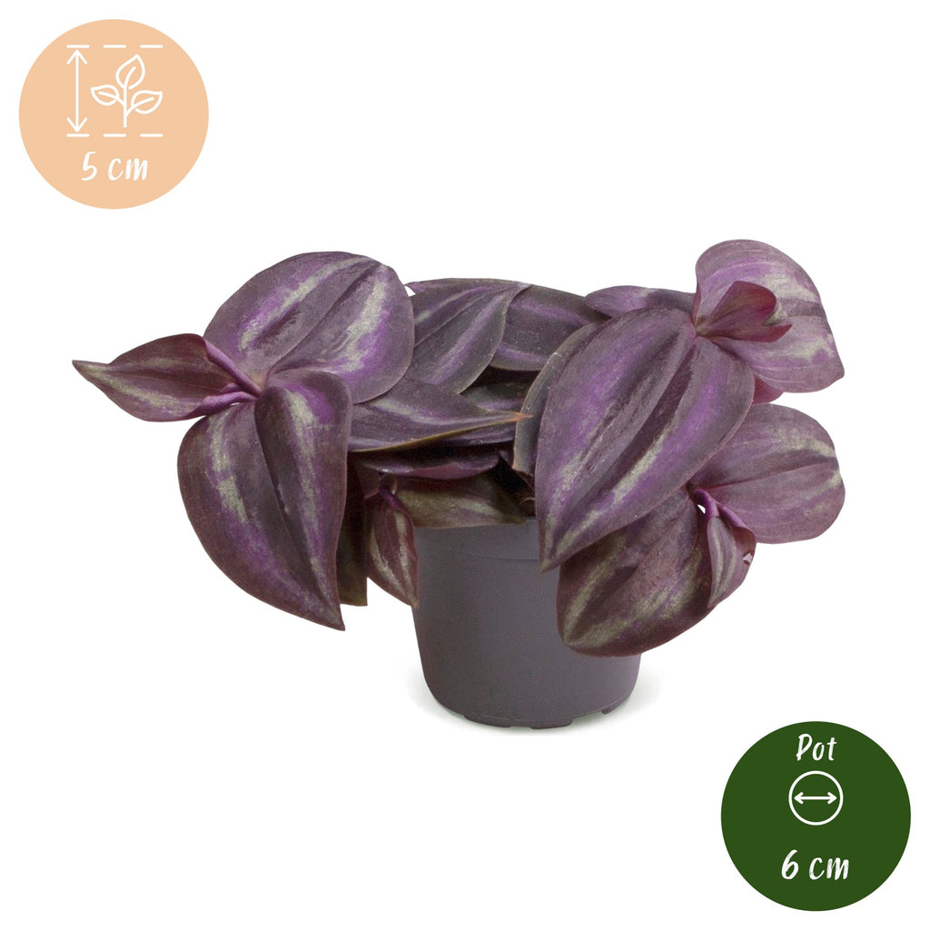 Tradescantia Purple Joy – Ø 6 cm, 5 cm hoch