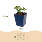 Geranium sanguineum 'Album' (ooievaarsbek) – wit – 24 planten, Ø11 cm, 15–25 cm hoog