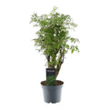 Polyscias Hawaiiana Ming (aralia) – Ø12 cm, 45 cm hoog