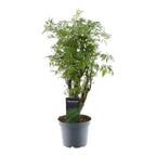 Polyscias Hawaiiana Ming (aralia) – Ø12 cm, 45 cm hoog