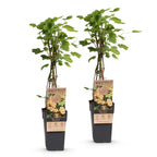 Ribes rubrum 'Parel' (Johannisbeerpflanze) – 2 Pflanzen, Ø 15 cm, 50 cm hoch