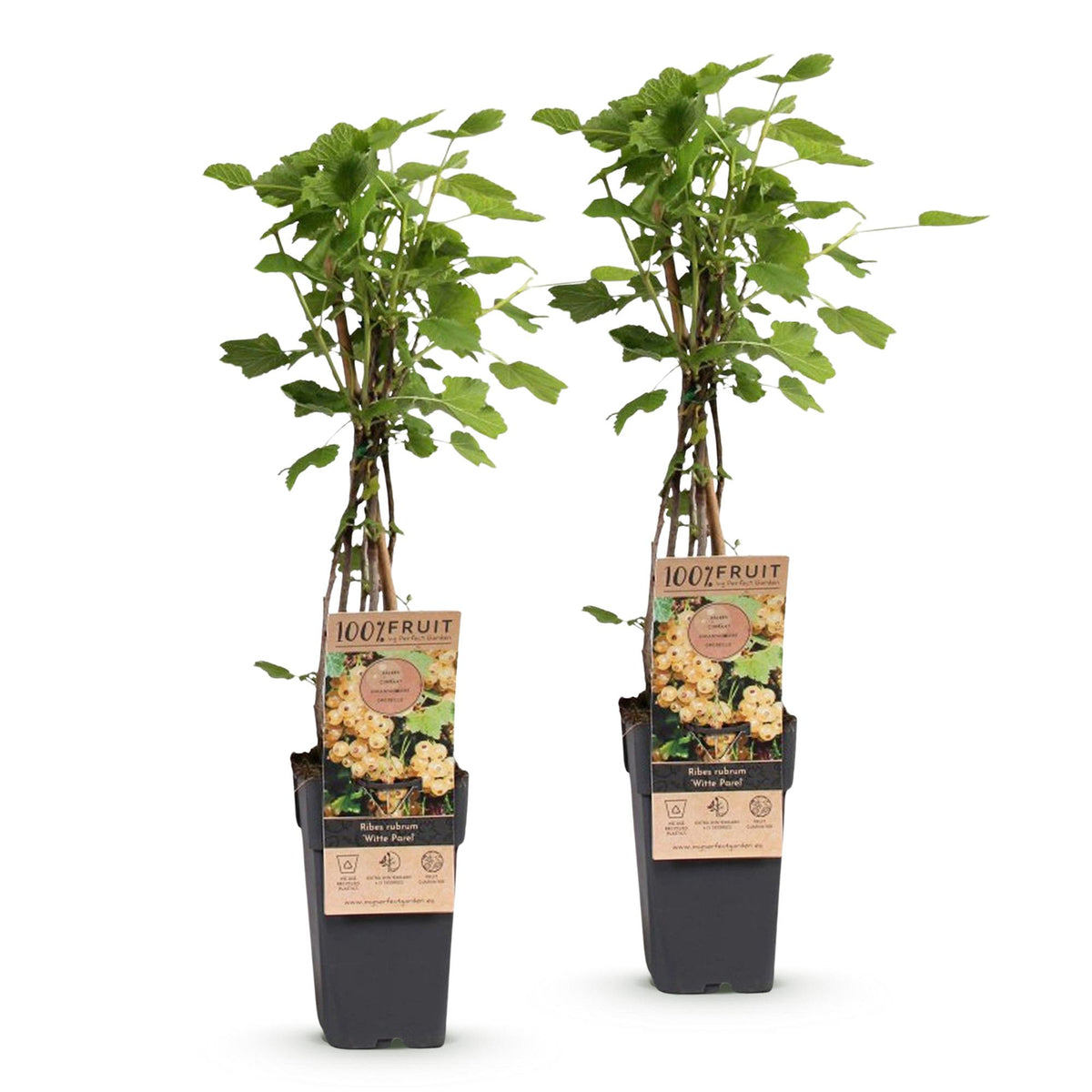 Ribes rubrum 'Parel' (Johannisbeerpflanze) – 2 Pflanzen, Ø 15 cm, 50 cm hoch – Bild 2
