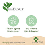 Buxus – 14 Pflanzen, Ø 11 cm, 25–30 cm hoch