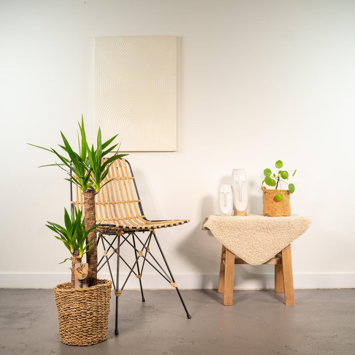 Yucca met mand – Ø21 cm