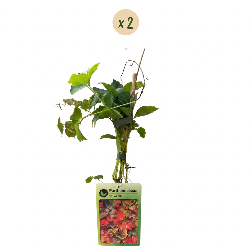 Parthenocissus tricuspidata 'Veitchii Boskoop' (wilde wingerd) – geel – 2 planten, Ø9 cm, 35 cm hoog – foto 2