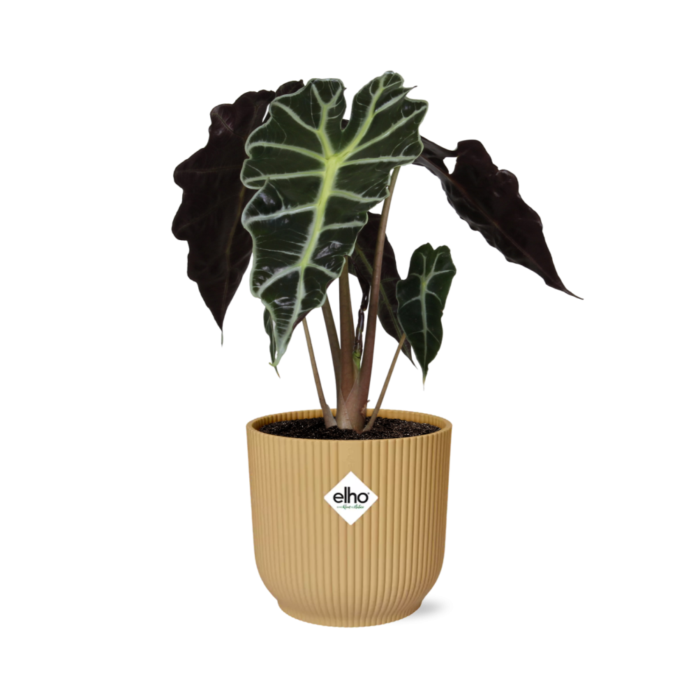 Alocasia ‘Polly’ in ELHO Vibes Fold 14cm geel (olifantsoor) – 45 cm hoog