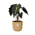 Alocasia ‘Polly’ in ELHO Vibes Fold 14cm geel (olifantsoor) – 45 cm hoog