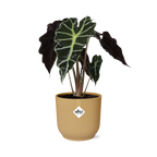 Alocasia ‘Polly’ in ELHO Vibes Fold 14cm geel (olifantsoor) – 45 cm hoog