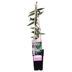 Lonicera henryi (honeysuckle) – Ø15 cm, 65 cm high