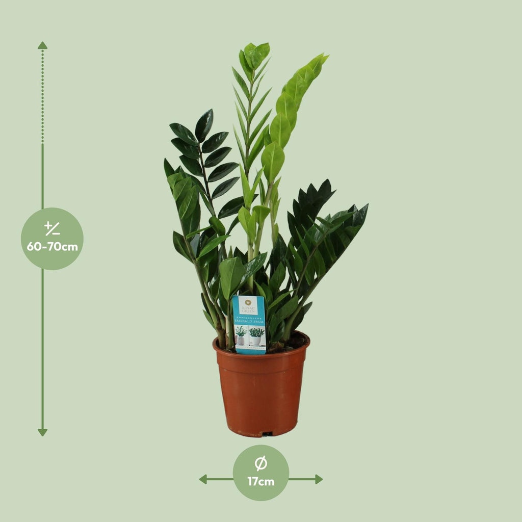 Zamioculcas zamiifolia (Glücksfeder) – Ø 17 cm, 65 cm hoch