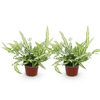 2× Pteris cretica Albolineata (pteris-varen) – Ø12 cm, 28–30 cm hoog