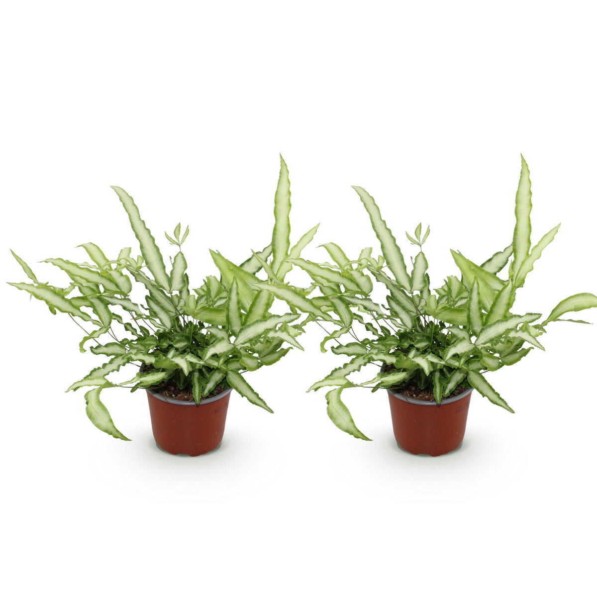 2× Pteris cretica Albolineata (pteris-varen) – Ø12 cm, 28–30 cm hoog