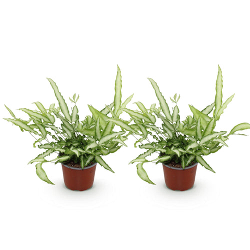 2× Pteris cretica Albolineata (Pteris-Farn) – Ø12 cm, 28–30 cm hoch