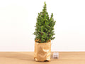 Christmas tree (Picea) – Ø11 cm