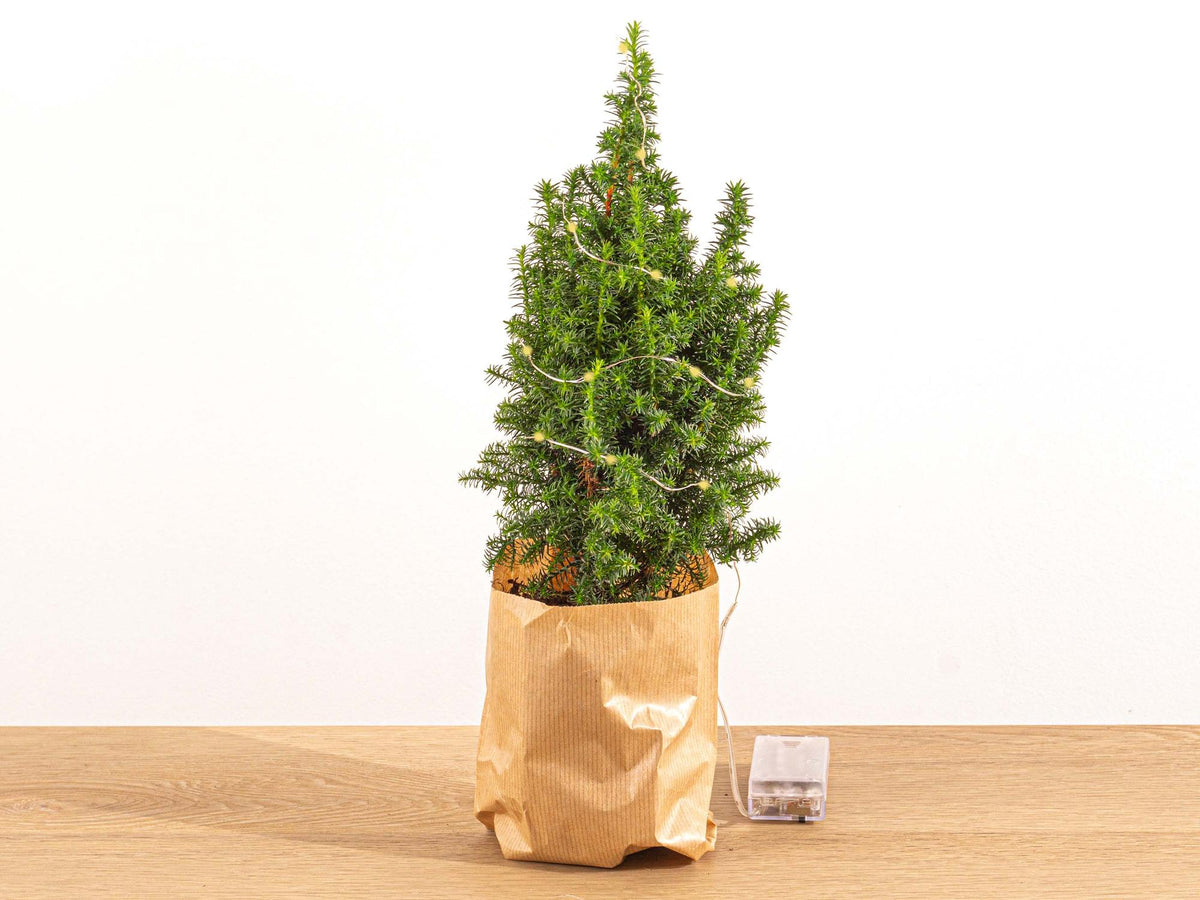 Kerstboompje (Picea) – Ø11 cm