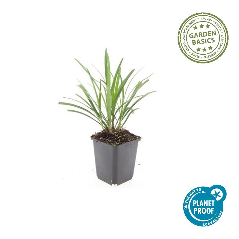 Liriope muscari 'Ingwersen' (lily grass) – 60 plants, Ø9 cm, 10–25 cm high – photo 3