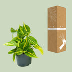 Philodendron scandens Brasil – Ø 12 cm, 15 cm hoch