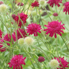 Knautia macedonica (beemdkroon) – 48 planten, Ø9 cm, 10–25 cm hoog