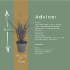 Miscanthus sinensis 'Zebrinus' (prachtriet) – 3 planten, Ø12 cm