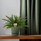 Nephrolepis Green Lady (sword fern) – Ø17 cm, 40 cm high