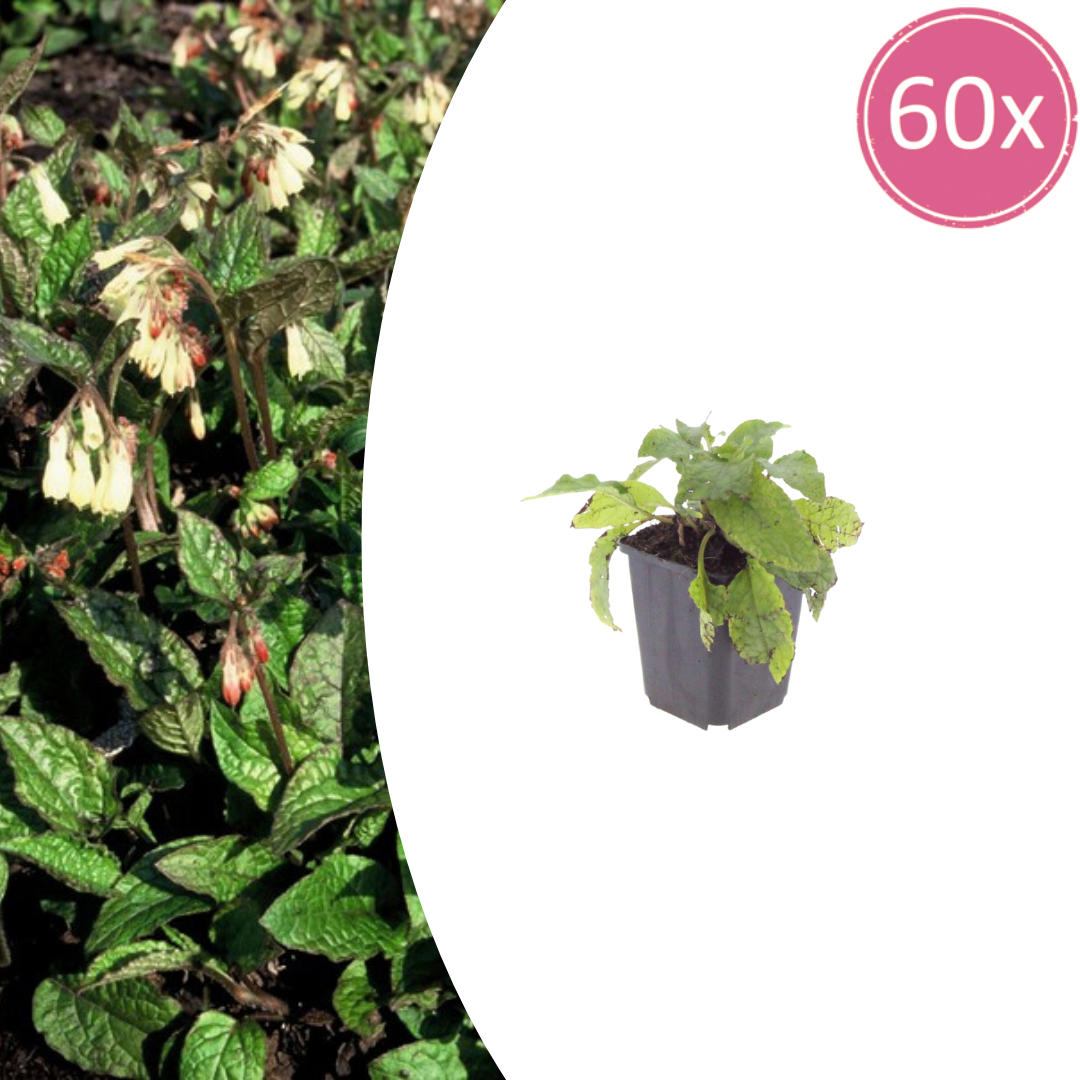 Symphytum grandiflorum (Großer Natternkopf) – 60 Pflanzen, Ø 9 cm, 10–25 cm hoch