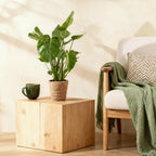 2× Monstera deliciosa (gatenplant) met mand – Ø17 cm, 50–55 cm hoog