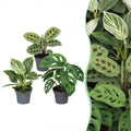 3× Coffret surprise de plantes d’intérieur – Ø 6 cm, 5–15 cm de haut
