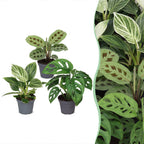 3× Coffret surprise de plantes d’intérieur – Ø 6 cm, 5–15 cm de haut