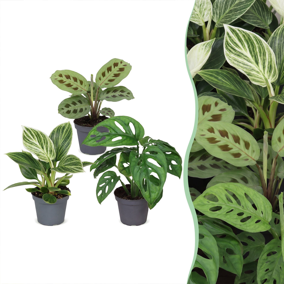 3× Coffret surprise de plantes d’intérieur – Ø 6 cm, 5–15 cm de haut