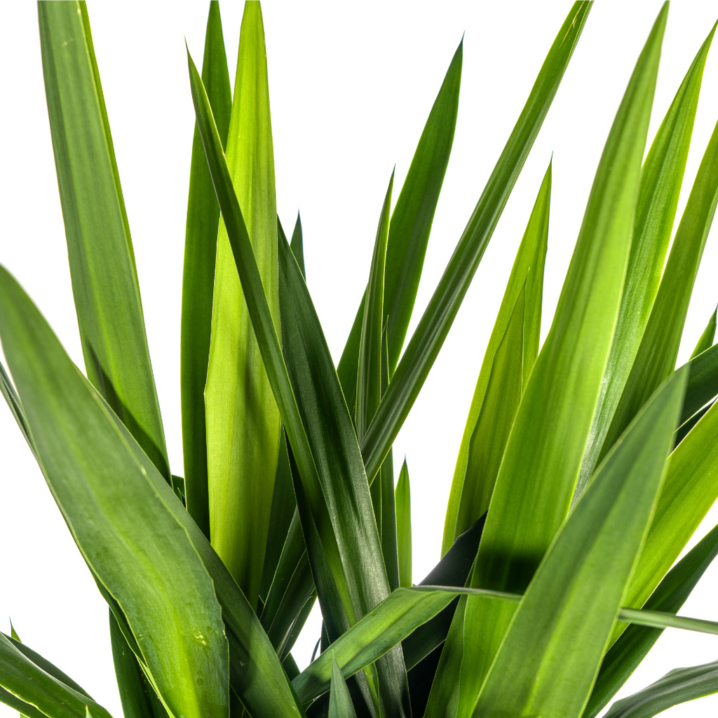 Yucca elephantipes – Ø27 cm, 150–170 cm hoog