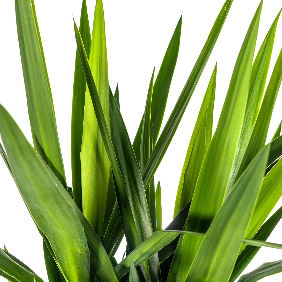 Yucca elephantipes – Ø27 cm, 150–170 cm hoog