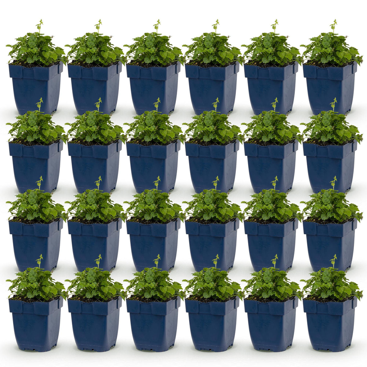 Campanula portenschlagiana 'Tricolour' (perzikbladklokje) – paars-roze-wit – 24 planten, Ø11 cm, 15–25 cm hoog
